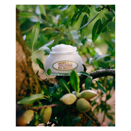 Almond Milk Concentrate