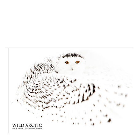 WILD Arctic billedsamling