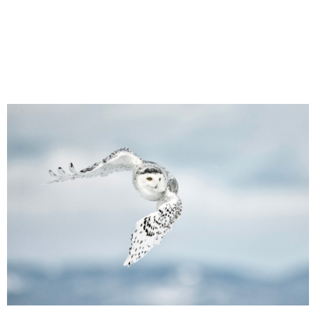 WILD Arctic billedsamling