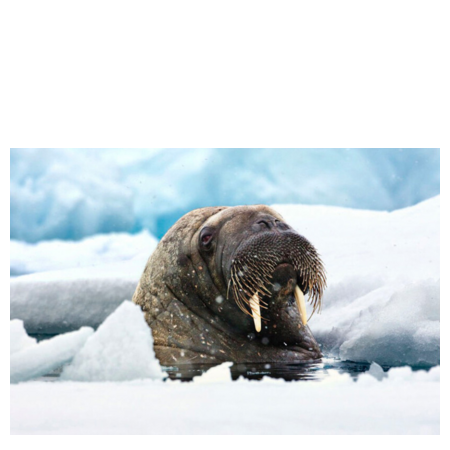 WILD Arctic billedsamling