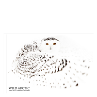 LØVEVILD GOLMAN WILD Arctic billedsamling